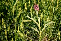 Epidendric dozen goods, hypogeous strictly taboo: Orchid mycorrhiza – also for private use