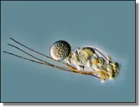 The Diversity of Rotifers in Our Waters